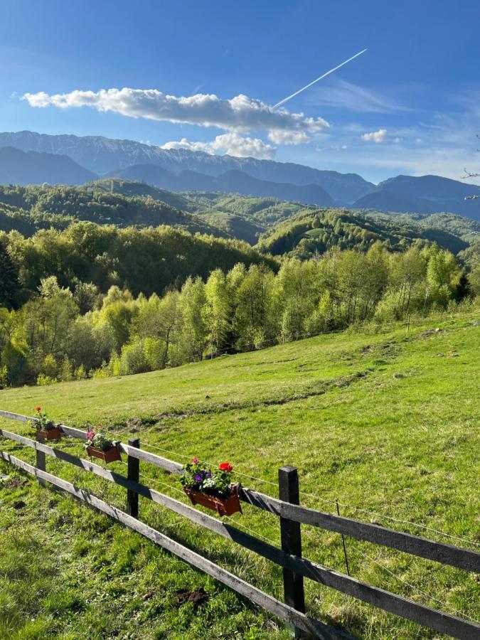 Отель Cabanuta Din Munti Моечу-де-Жос Экстерьер фото