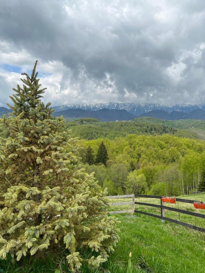 Отель Cabanuta Din Munti Моечу-де-Жос Экстерьер фото